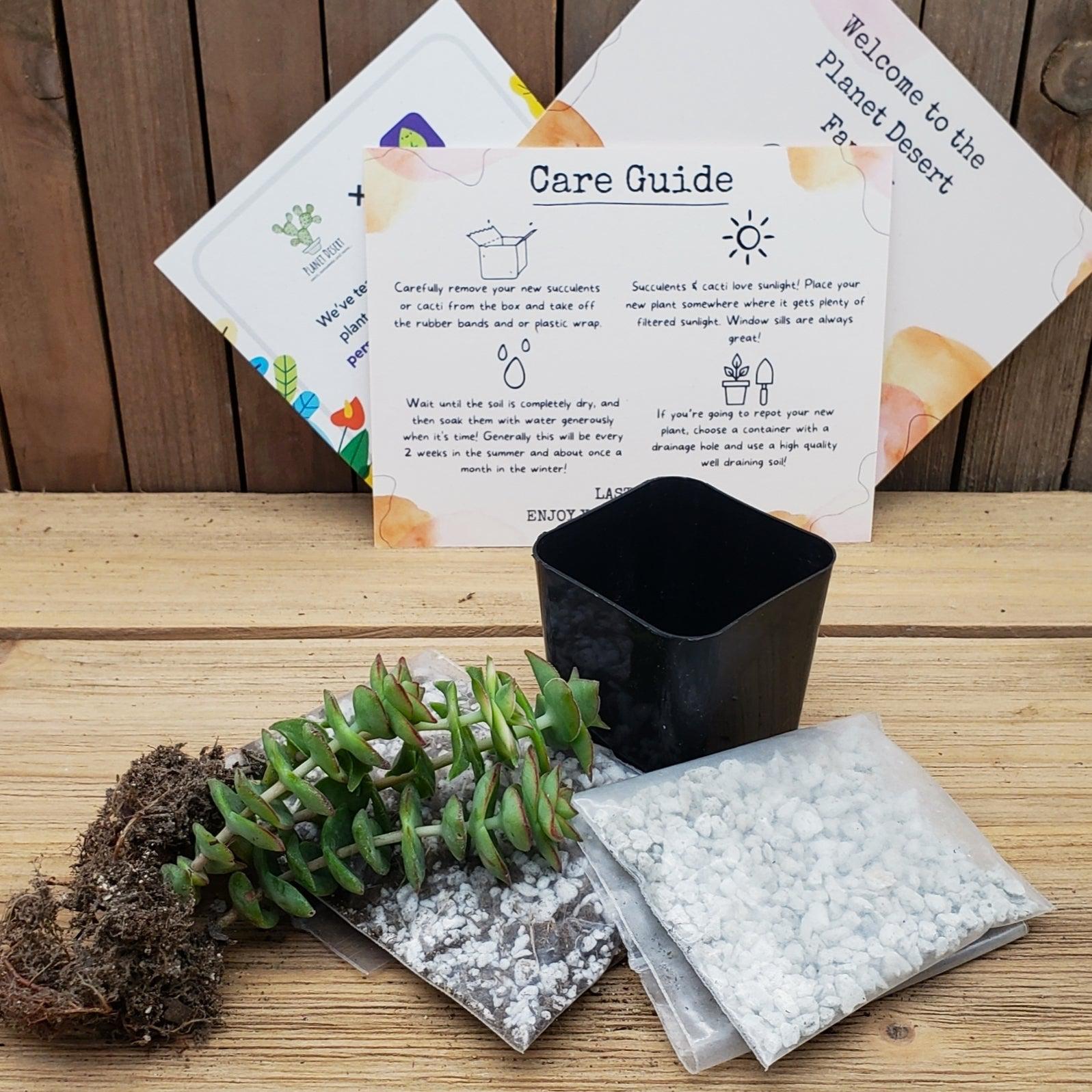 succulent box subscription 1 Succulent Subscription Box (Growing Kit) – Planet Desert