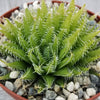 Haworthia aracnoidea xiphiophylla