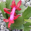 Red Thanksgiving Cactus &