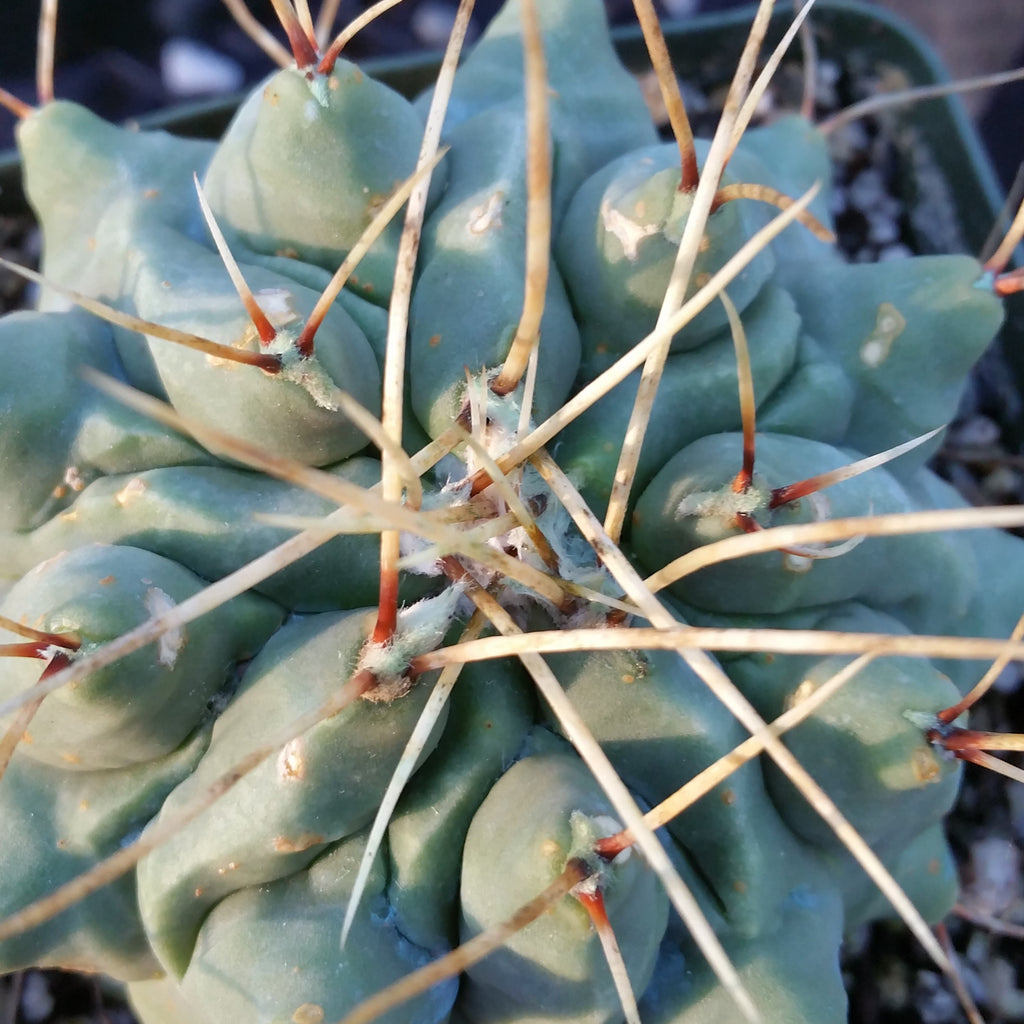 Thelocactus rinconensis