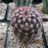 Echinocereus desyacanthus v. rectispinus