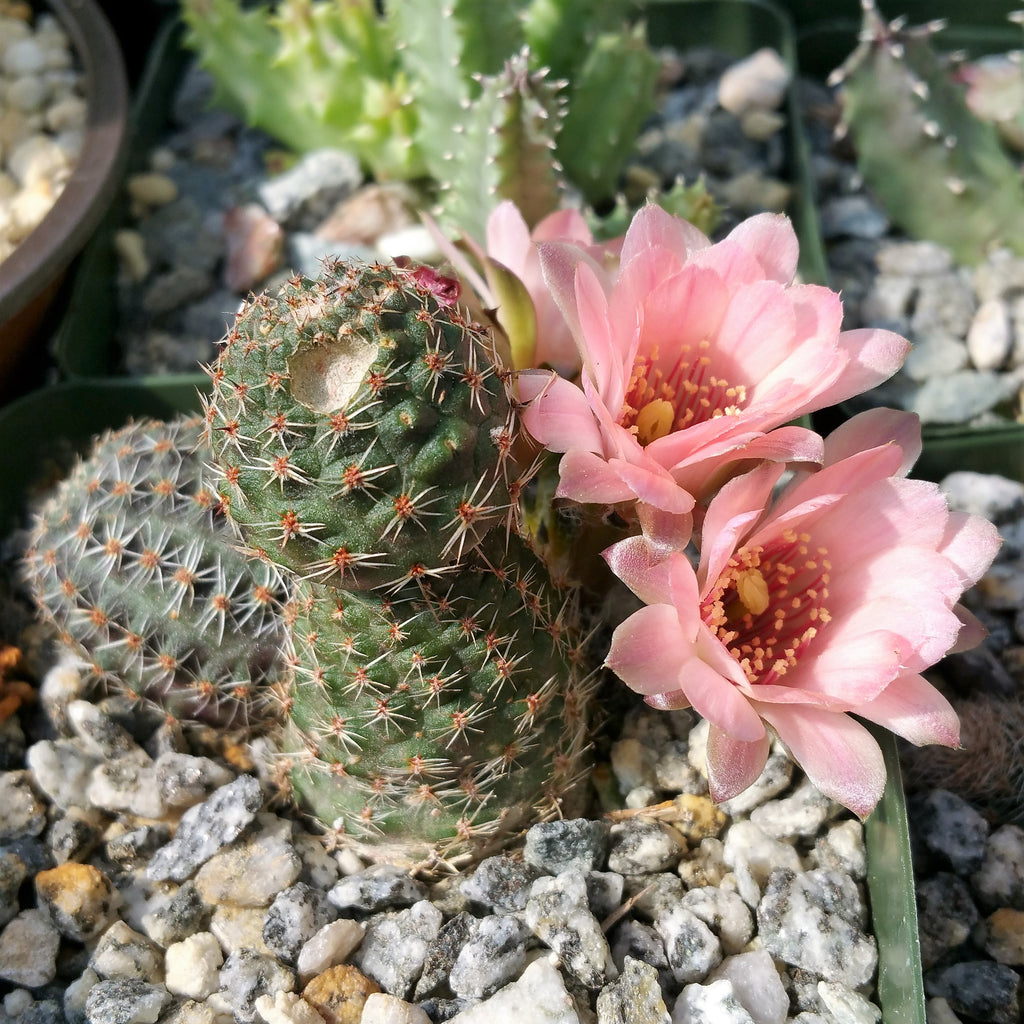 Mediolobivia rosalviflora pygmaea