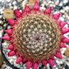 Mammillaria huitzilopohctli