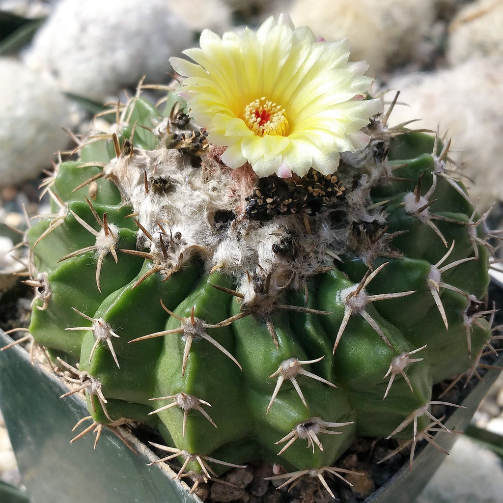 Wigginsia pauciareolatus