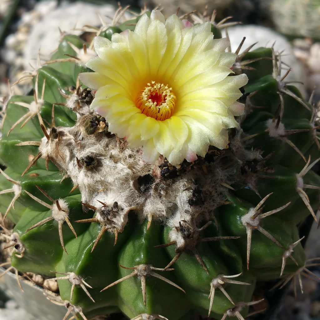 Wigginsia pauciareolatus