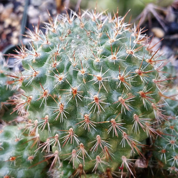 Rebutia graciliflora borealis – Planet Desert