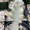 White Ghost Cactus - Euphorbia Lactea variegata