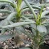 Pachypodium succulentum