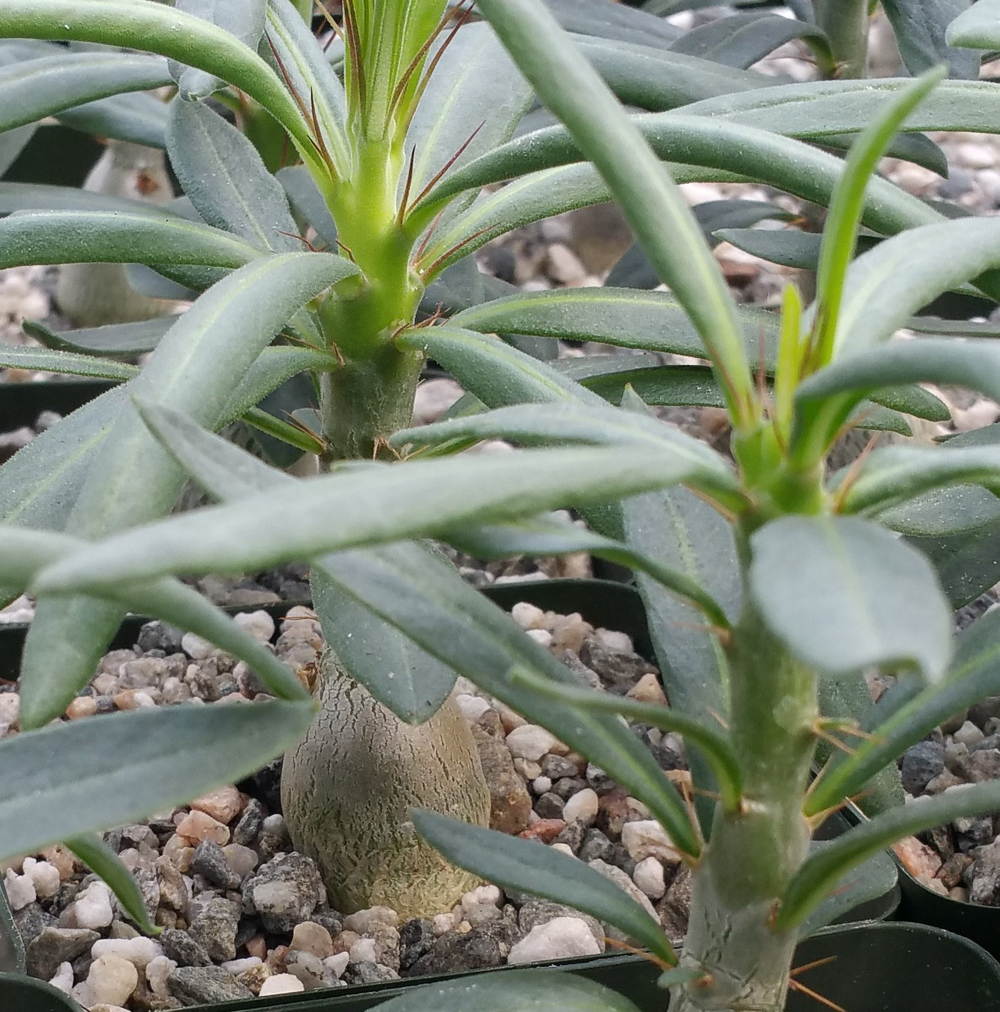 tall succulent with thin leaves Pachypodium succulentum – Planet Desert