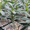 Pachypodium succulentum