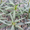 Pachypodium succulentum