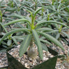 Pachypodium succulentum