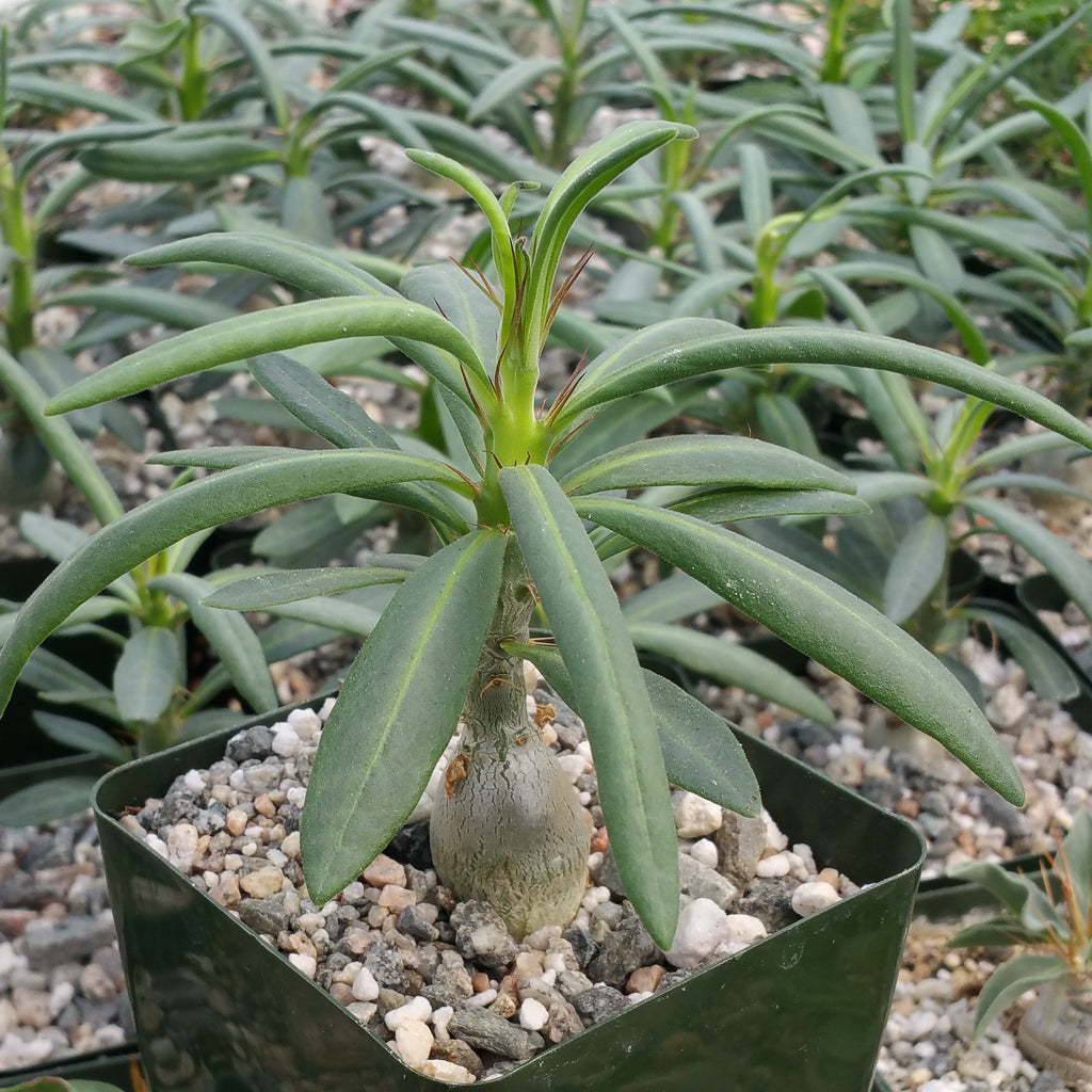 Pachypodium succulentum