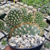 Opuntia parryi serpentina cristata