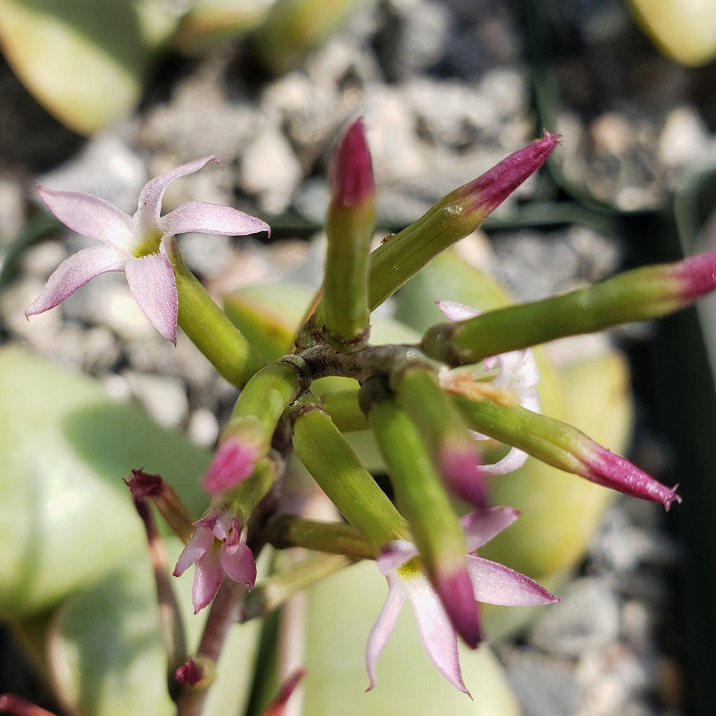 Adromischus triflorus &