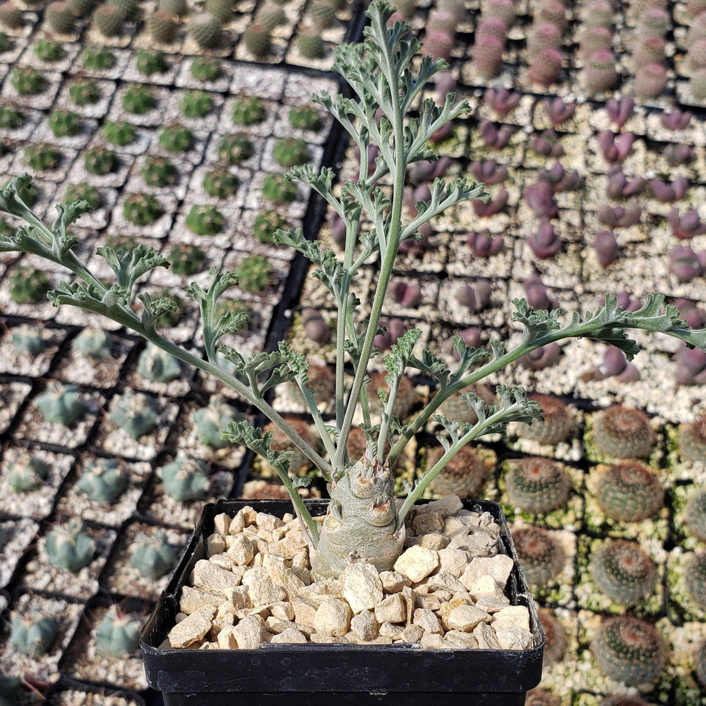 Pelargonium carnosum