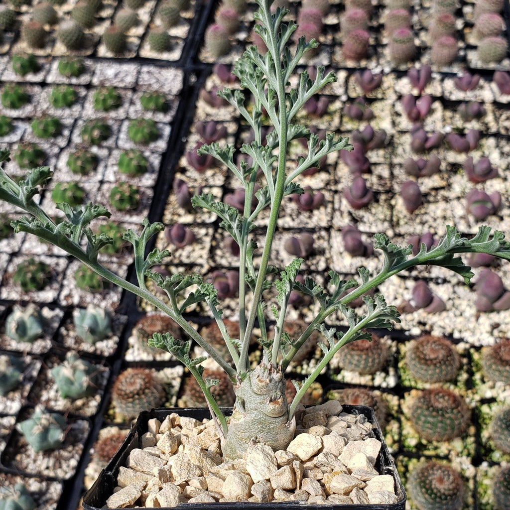 Pelargonium carnosum
