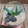 DIY succulent glass globe terrarium