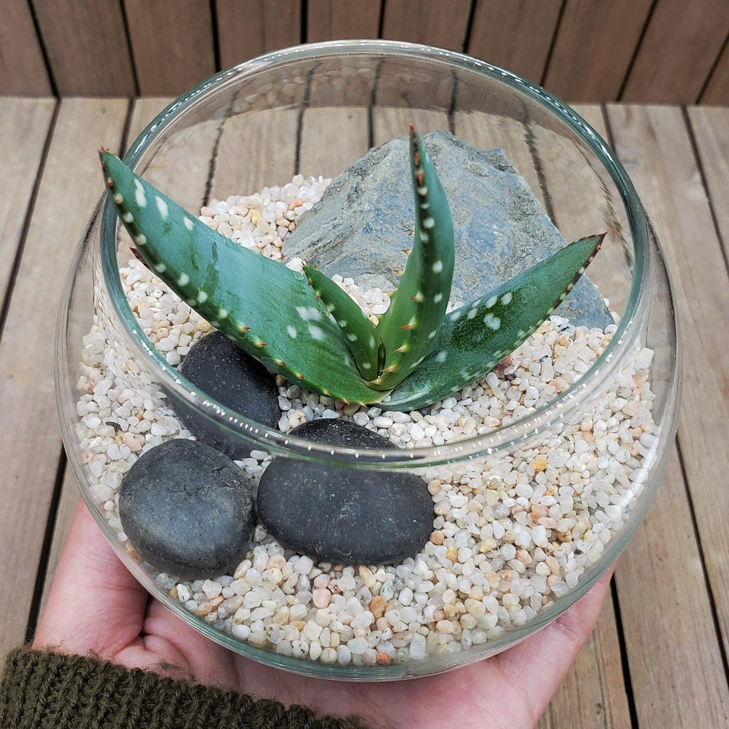 DIY succulent glass globe terrarium