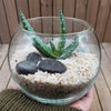 DIY succulent glass globe terrarium