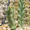 Stapelia orbea variegata lepida