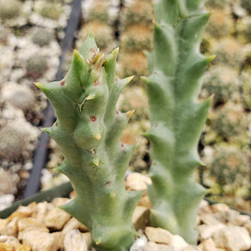 orbea kaktus Stapelia orbea variegata lepida