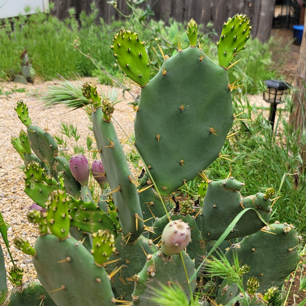 Opuntia Desert Ace Pad