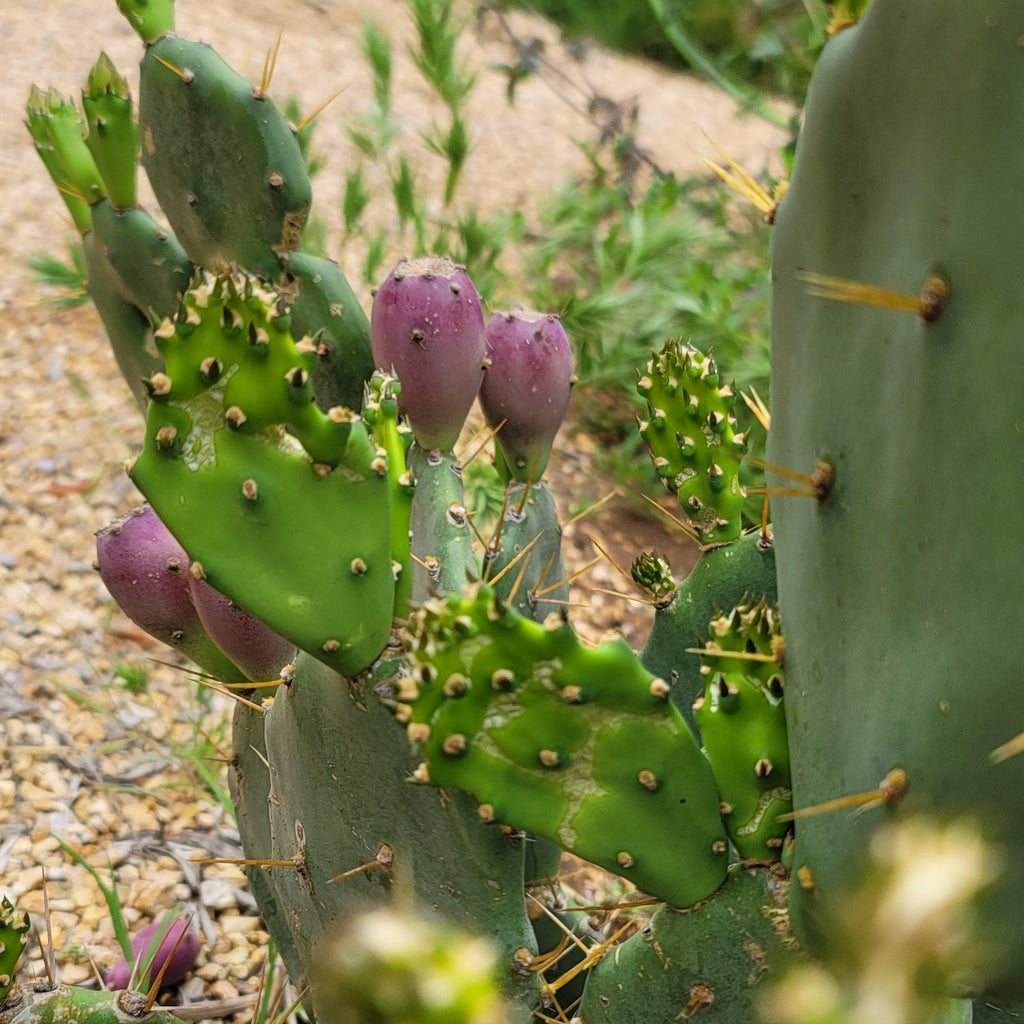 Opuntia Desert Ace Pad