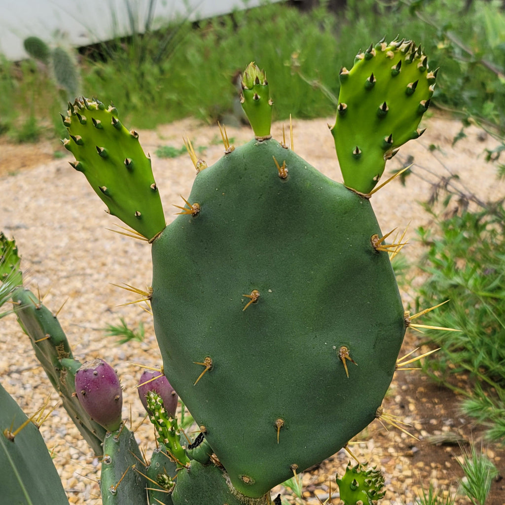 Opuntia Desert Ace Pad
