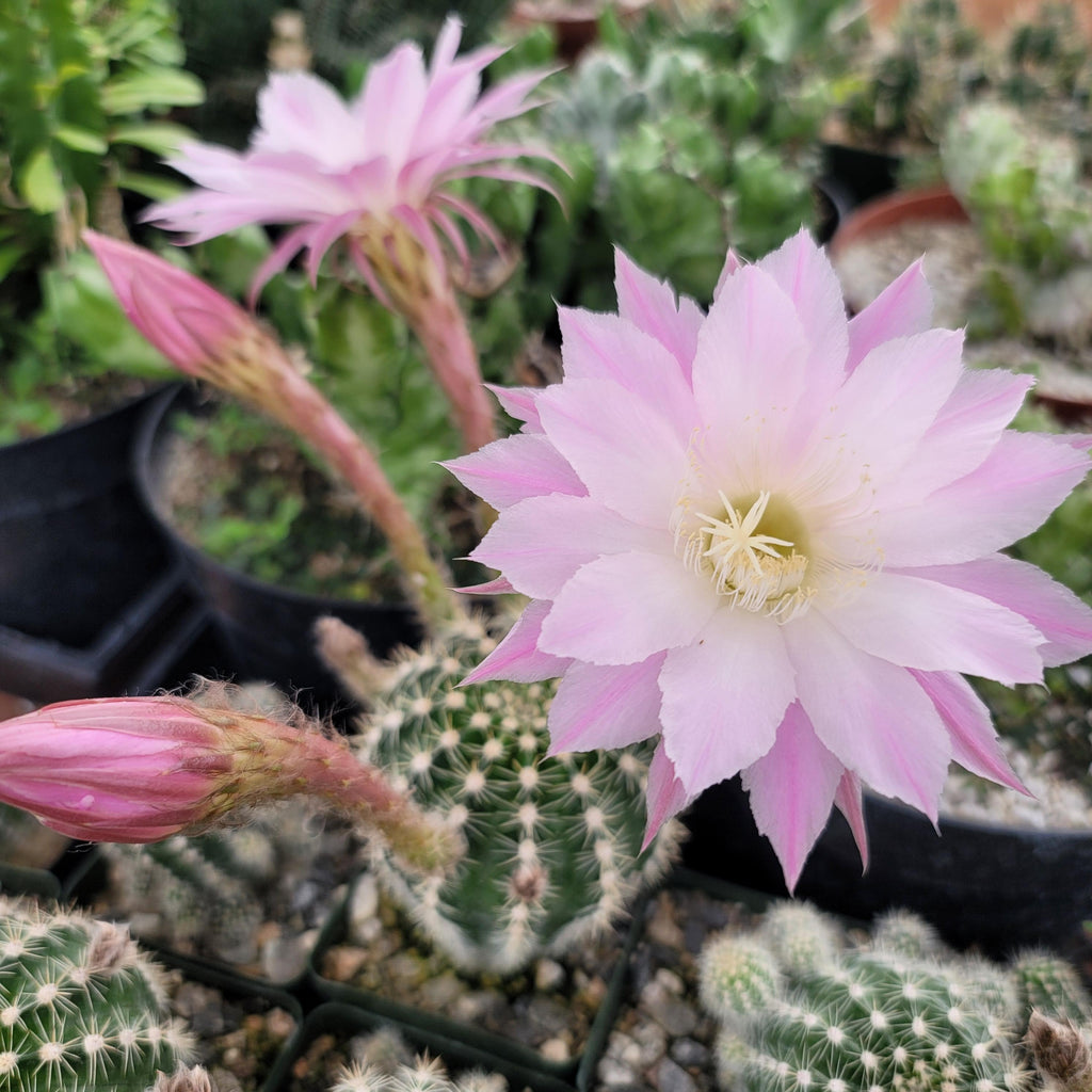 Echinobivia Hybrid Rainbow Bursts