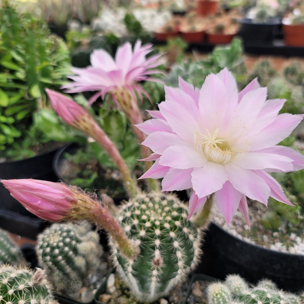 Echinobivia Hybrid Rainbow Bursts