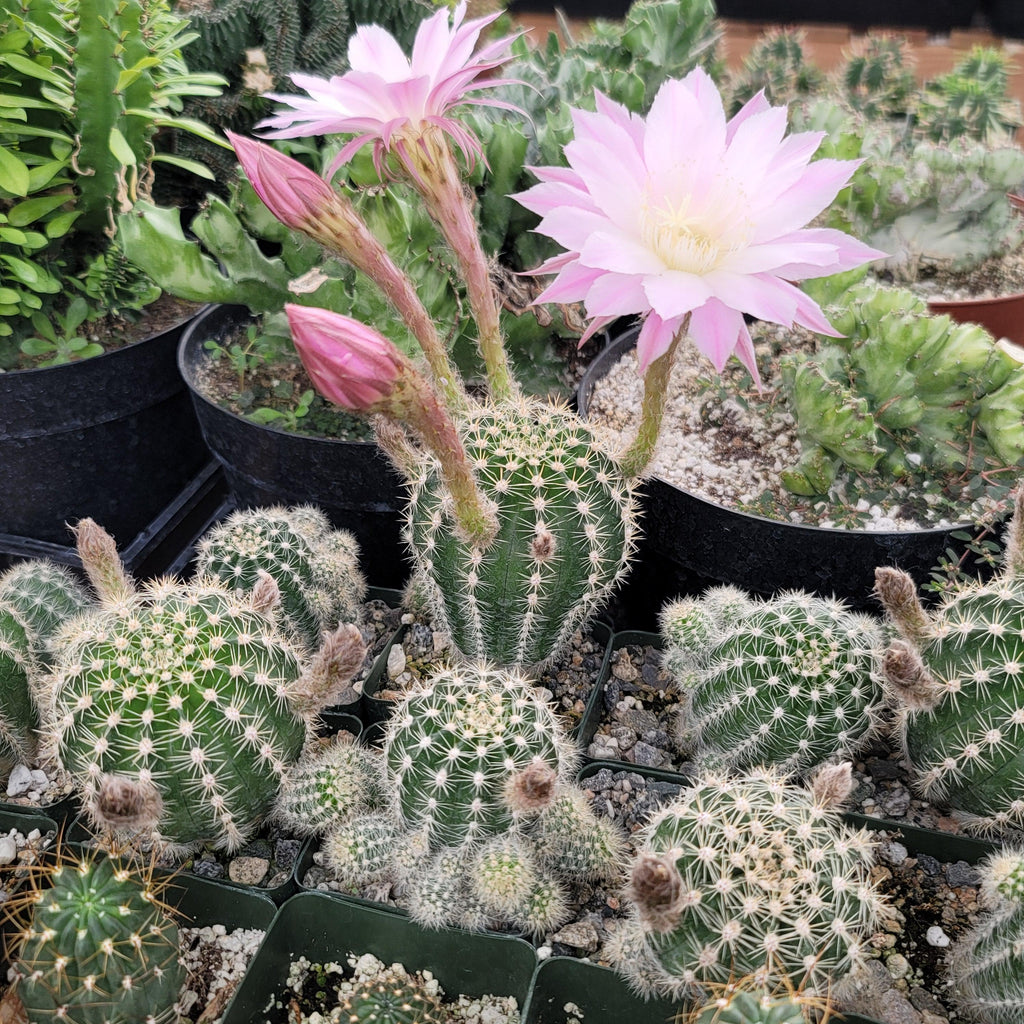 Echinobivia Hybrid Rainbow Bursts