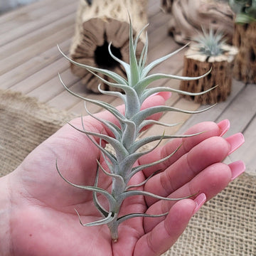 air plants where to buy Tillandsia Albida minor