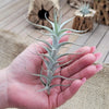 Tillandsia Albida minor