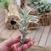 Tillandsia Albida minor