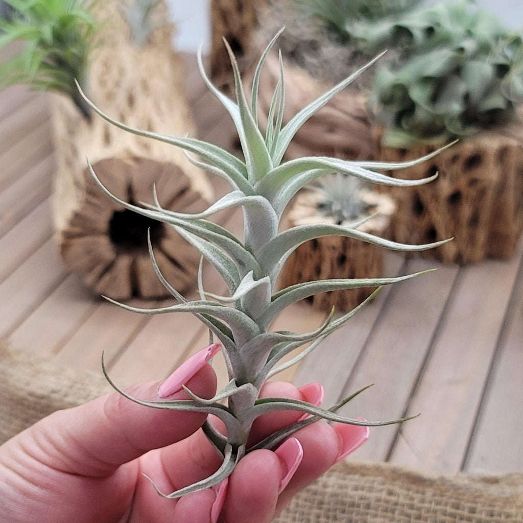 Tillandsia Albida minor
