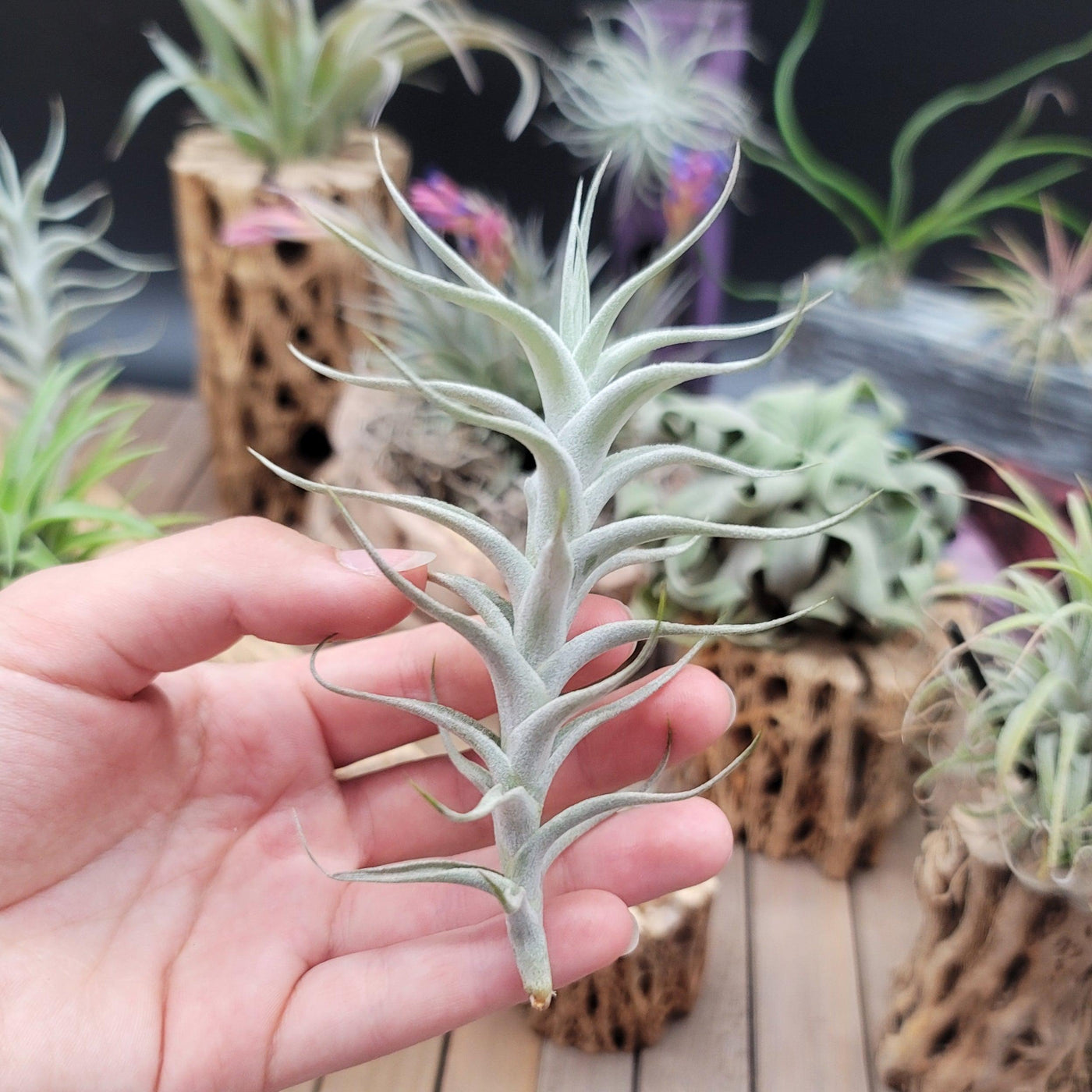 small air plants for sale Buy Tillandsia Albida Minor | Flowering Air Plants