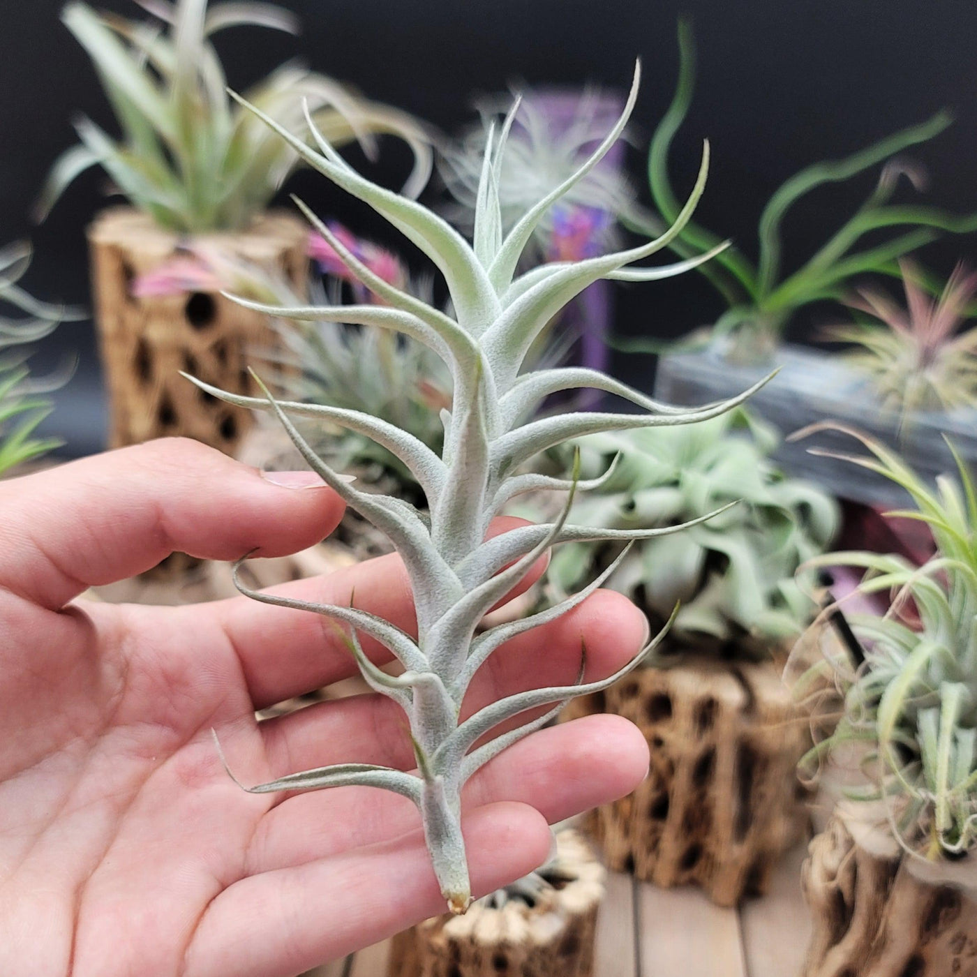 silver air plant Buy Tillandsia Albida Minor | Flowering Air Plants