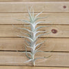 Tillandsia Albida minor