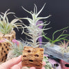 Tillandsia Albida minor