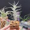 Tillandsia Albida minor