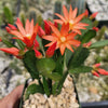 Orange Easter Cactus &