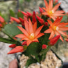 Orange Easter Cactus &