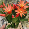 Orange Easter Cactus &