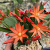 Orange Easter Cactus &