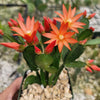 Orange Easter Cactus &