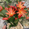 Orange Easter Cactus &