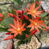 Orange Easter Cactus &