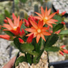 Orange Easter Cactus &