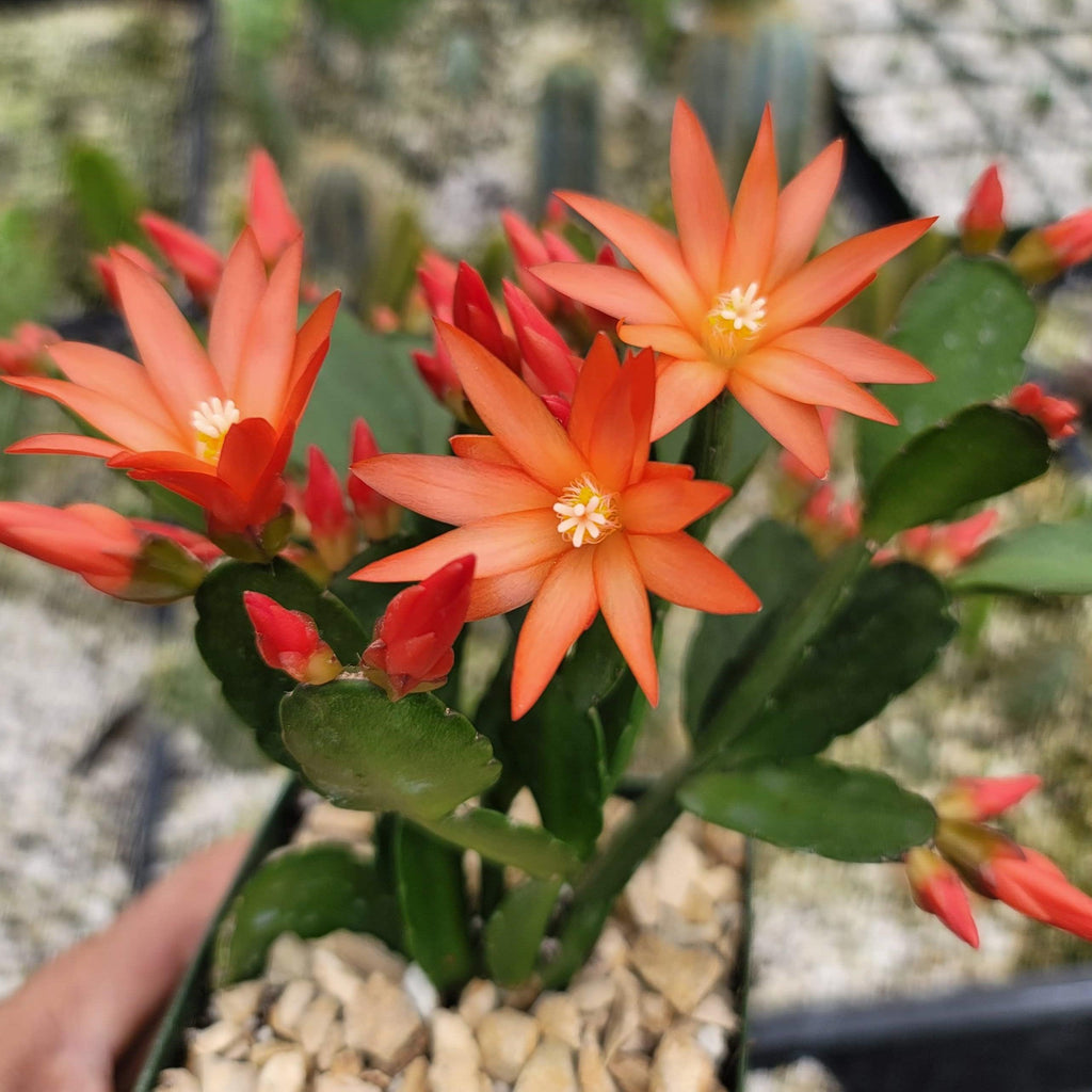 Orange Easter Cactus &